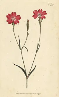 William Curtis: Rose of heaven, Silene coeli-rosa