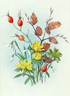 Aconites: Rose hips, aconites and snowdrops
