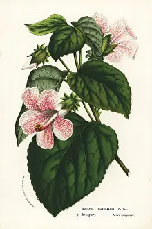 Marmoratus: Rose mallow, Hibiscus lavaterioides