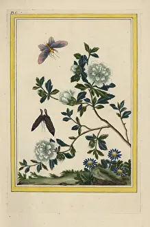 Arbre: Rose mallow, Hibiscus syriacus