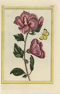 Arbre: Rose mallow, Hibiscus syriacus
