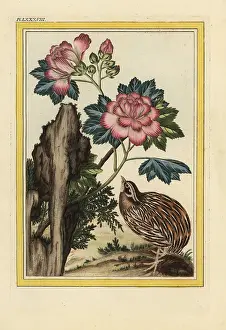 Arbre: Rose mallow, Hibiscus syriacus