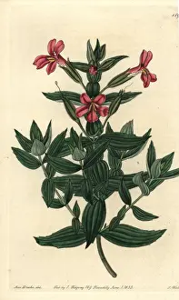 Ridgway: Rose monkey-flower, Mimulus roseus