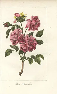 Prudhomme: Rose panachee, pink and crimson rose
