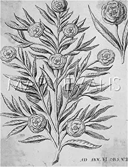 Miraculously: ROSE OF PEACE 1648