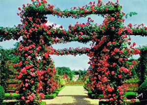 Bagatelle: Rose pergolas - Rose garden at Bagatelle, Bois de Boulogne