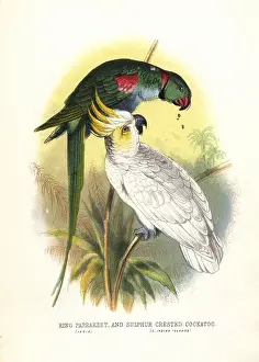 Cockatoo: Rose-ringed parakeet, Psittacula krameri, and
