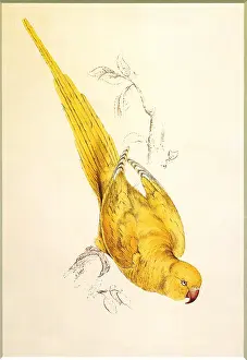 Parakeet: Rose-Ringed Parakeet, Psittacula krameri