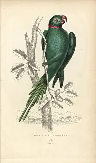 Lauder: Rose-ringed parakeet, Psittacula torquatus