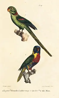 Psittacula: Rose-ringed parakeet and rainbow lorikeet