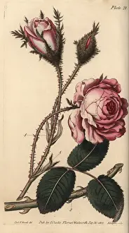 Centifolia: Rose, Rosa centifolia