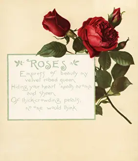 Prang: Rose, Rosa centifolia, and calligraphic poem