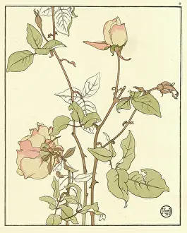 Pochoir: Rose Safrano
