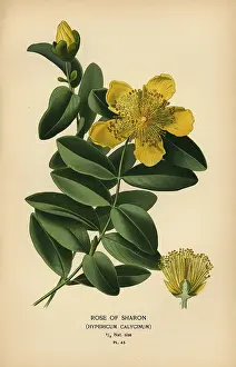 Hypericum: Rose of Sharon, Hypericum calycinum