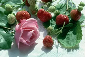 Nora: Rose and Strawberries on a White Cloth