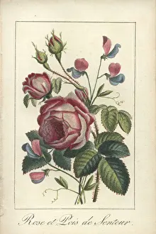 Dedie: Rose and sweet pea