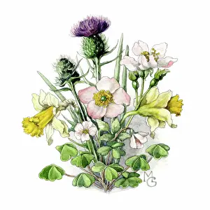 Shamrock: Rose, thistle, shamrock and daffodil
