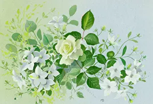 Campanulas: Rose and white campanulas
