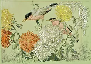 Breasted: Roseate Finches