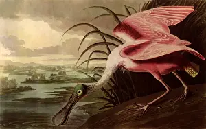 Storks: Roseate Spoonbill