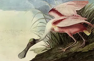 Storks: Roseate Spoonbill