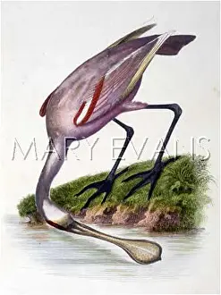 Ajaja: ROSEATE SPOONBILL