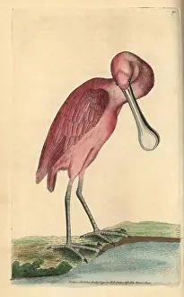 Ajaja: Roseate spoonbill, Ajaja ajaja