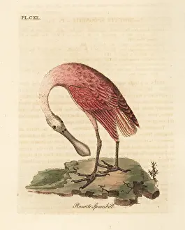 Ajaja: Roseate spoonbill, Platalea ajaja