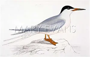 Sterna: ROSEATE TERN (MORRIS)