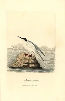 Sterna: Roseate tern, Sterna dougallii