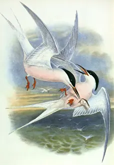 Roseate: Roseate Terns