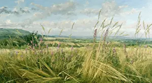 Willowherb: Rosebay Willowherb ' summer landscape