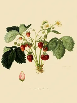 Ripe: Roseberry Strawberries
