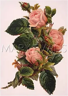 Rosebuds: ROSEBUDS - SCRAP