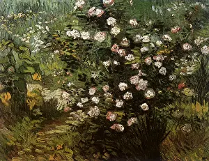 Blooms: Rosebush in Blossom, by Van Gogh