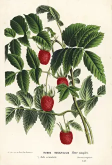 Bramble: Roseleaf bramble or West Indian raspberry, Rubus rosifolius