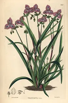 Rosea: Roseling, Callisia rosea