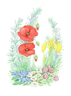 Mclaughlin: Rosemary, Poppies, Iris, Daisies and Clover