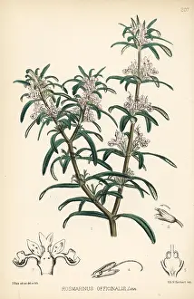 Rosmarinus: Rosemary, Rosmarinus officinalis