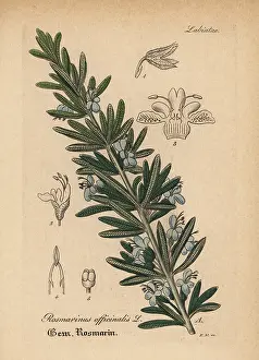 Rosmarinus: Rosemary, Rosmarinus officinalis
