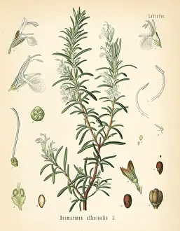 Rosmarinus: Rosemary, Rosmarinus officinalis