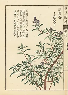 Rosmarinus: Rosemary, Rosmarinus officinalis