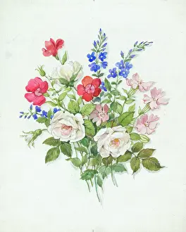 Campion: Roses, campion, etc