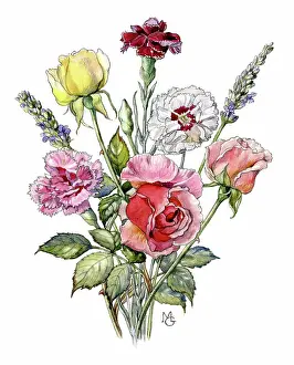 Carnations: Roses, Carnations and Lavender