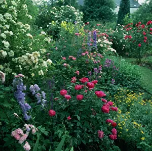 Grower: Roses and Delphiniums in a garden