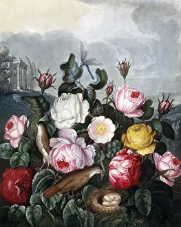 Lady Annunziata Asquith Collection (mep): Roses
