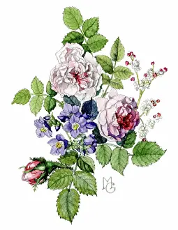 Jacobs: Roses, Jacobs Ladder and saxifrage