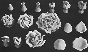 Makeing: Roses modelled in Marzipan