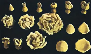 Pastries: Roses modelled in Marzipan