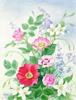 Wickham: Roses